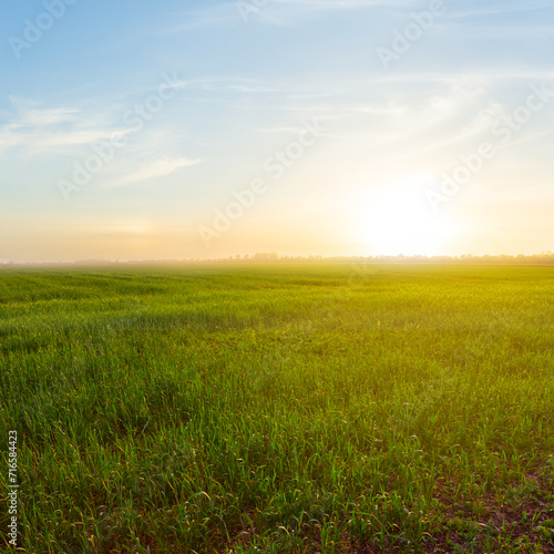 spring green rural wheat field at the sunset