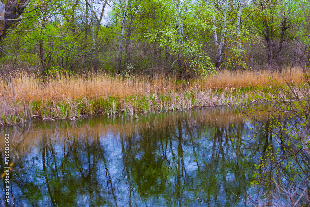 closeup calm river with forest on coast closeup calm river with forest on coast