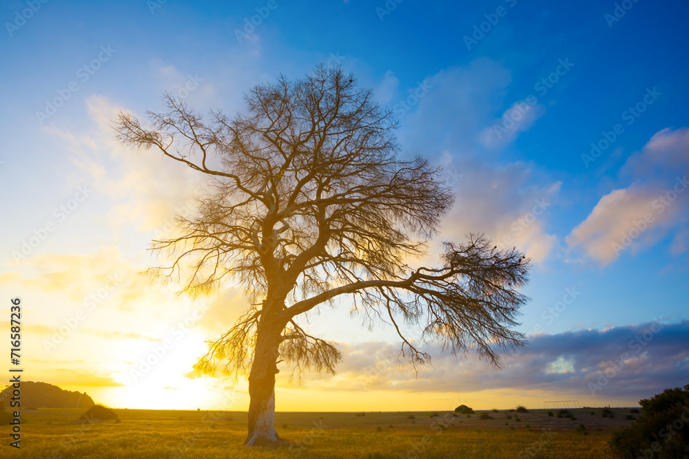 alone tree silhouette on bright sunrise background alone tree silhouette on bright sunrise background