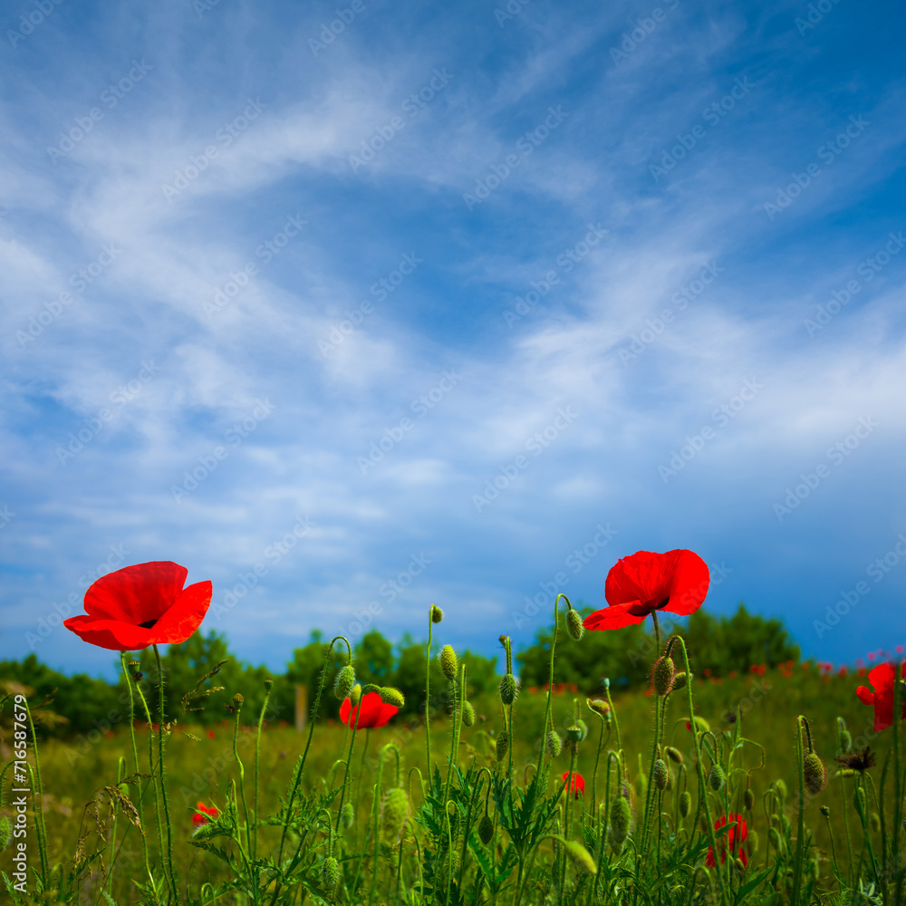 Obraz premium summer prairie with red poppy flowers under blue cloudy sky