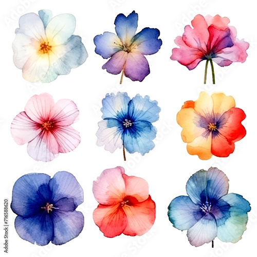 set of petals flowers watercolor
