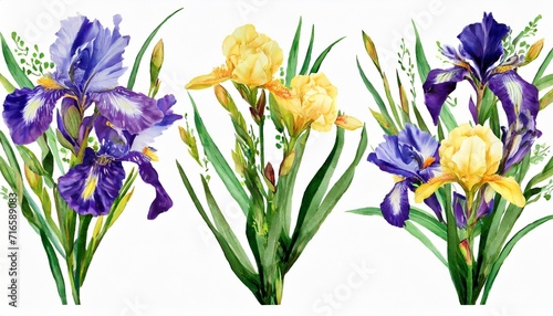 watercolor arrangements with flowers vintage irises bouquets with leaves branches botanic illustration isolated on white background © Lucia
