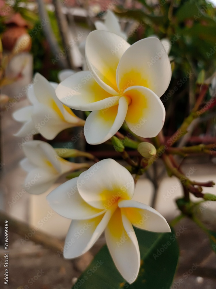 Plumeria alba flowers, Frangipani, Temple Tree, Pagoda tree, white flowers with yellow inside . In winter season, ornamental garden. Chiang Mai Thailand. Plumeria alba flowers, Frangipani, Temple Tree, Pagoda tree, white flowers with yellow inside . In winter season, ornamental garden. Chiang Mai Thailand.