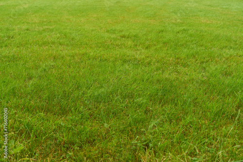 Green lawn grass on field or medaow as nature concept