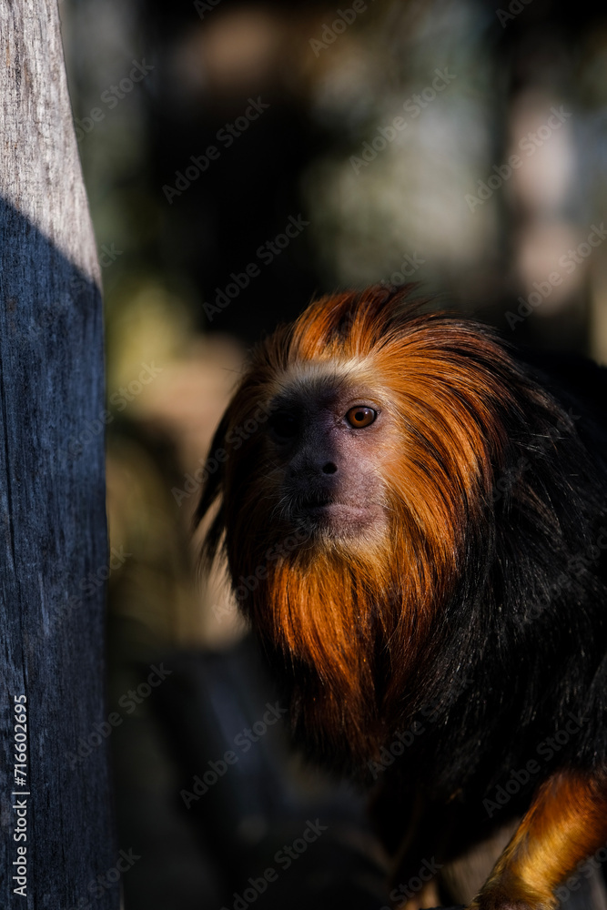 Monkey Monkey