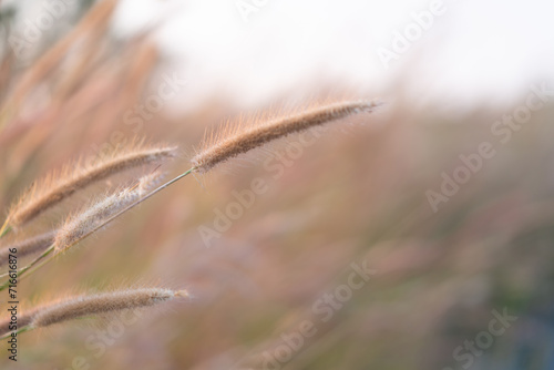Close-up of wild grass flowers with soft morning sunlight  flowers in the countryside. Bokeh light background