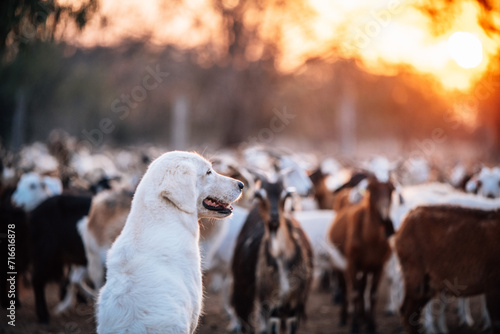 White dog with goats in the background photo