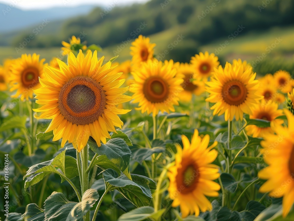 A vibrant sea of yellow sunflowers stretches towards the endless blue sky, their pollen-dusted petals basking in the warm summer sun as they sway in the gentle breeze A vibrant sea of yellow sunflowers stretches towards the endless blue sky, their pollen-dusted petals basking in the warm summer sun as they sway in the gentle breeze