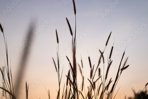 Wild grass flowers and evening sunlight Sunset with golden light, flowers in the countryside