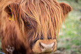 Highland Cow with Flowing Auburn Hair