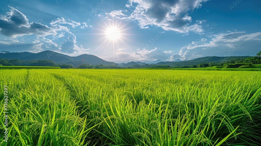 A waving rice farm, sunny sky A waving rice farm, sunny sky