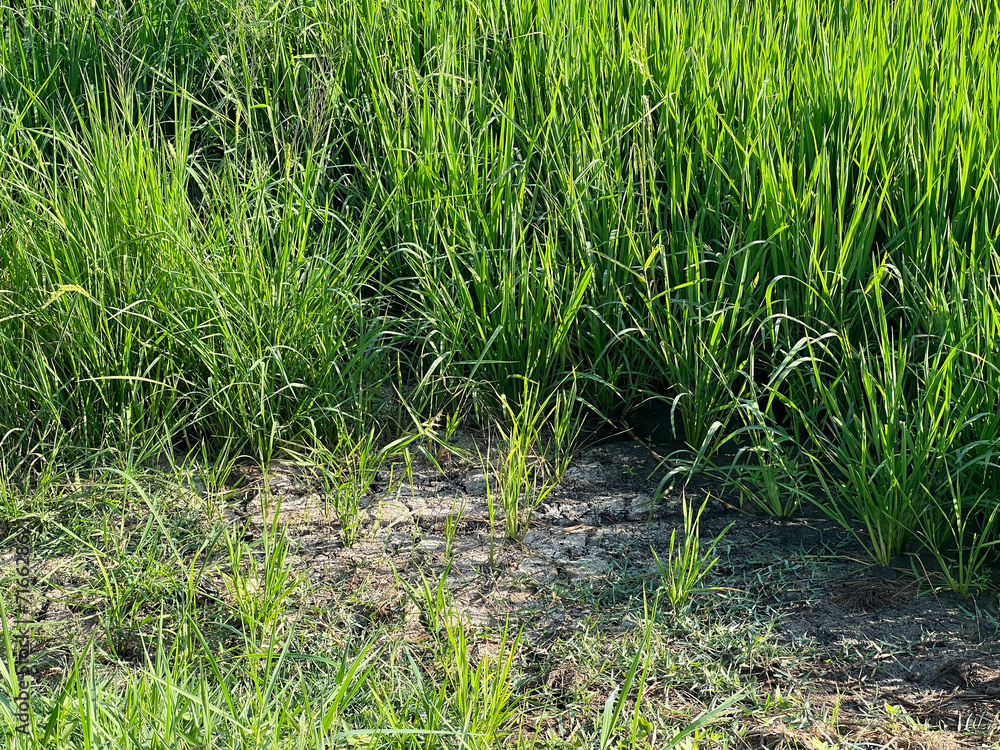 rice field in country Thailand rice field in country Thailand