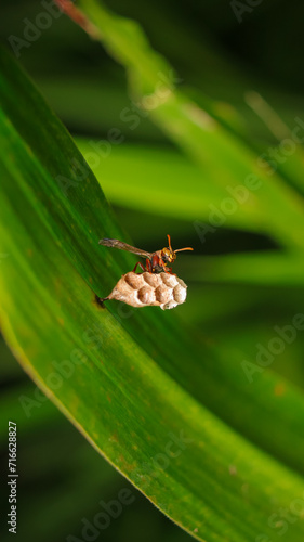 Ropalidia fasciata- tawon kertas
