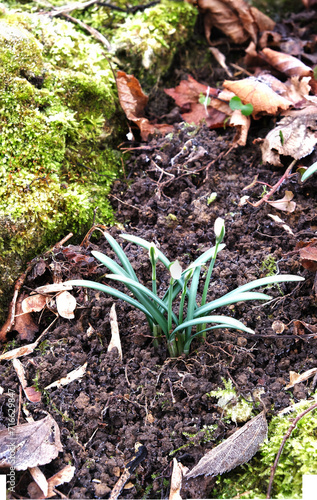 Bucaneve nel bosco photo