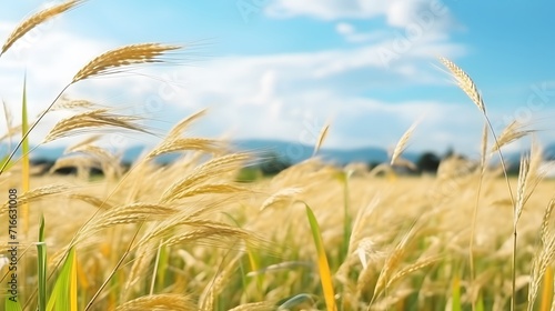 Blurred golden grass flower with cloudy sky in rainy season. Green rice field with grass flower. Rice plantation. Green rice paddy field. Organic rice farm in Asia. Outdoor fresh air. Nature healing.