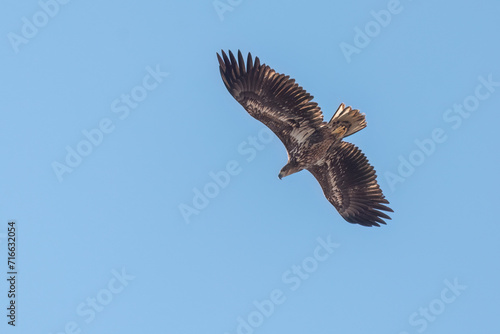 White-tailed eagle flying in the blue sky