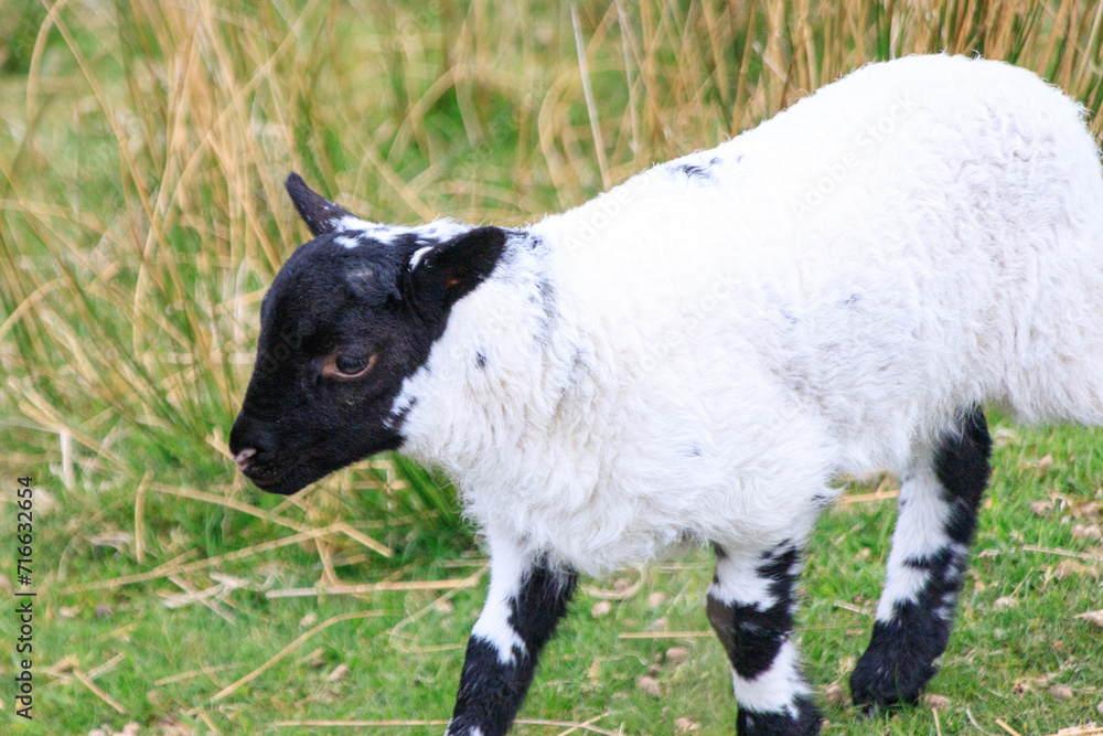 A Playful Lamb Frolicking in the Meadow A Playful Lamb Frolicking in the Meadow