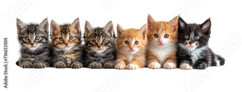 Cats, cute kittens in a row isolated on white transparent, PNG