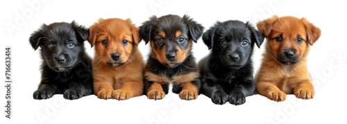 Dogs, cute puppies in a row isolated on white transparent, PNG