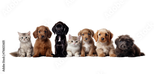 Cute pets domestic animals, puppies and kittens in a row isolated on white transparent, PNG © Rawf8