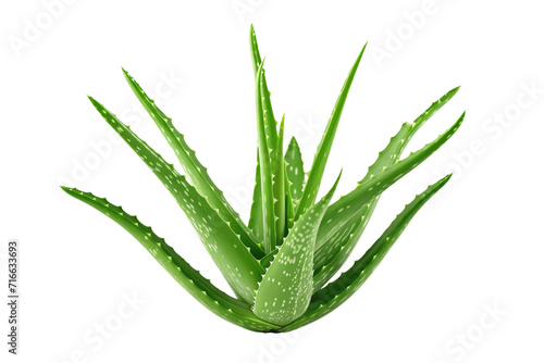 aloe vera isolated on transparent background