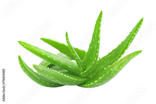 aloe vera isolated on transparent background