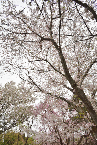 龍安寺の桜