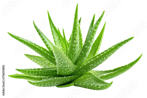 aloe vera isolated on transparent background