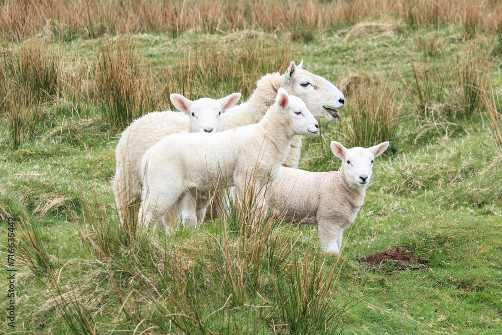Fototapeta premium A Peaceful Gathering of Sheep in the Meadow
