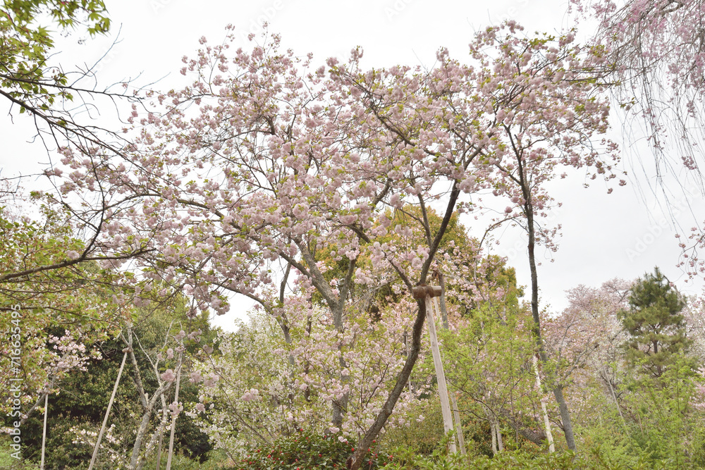 龍安寺の桜 龍安寺の桜