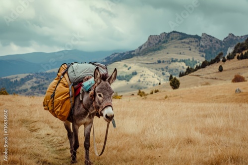 Traveler riding a donkey loaded with backpacks through grassy hills