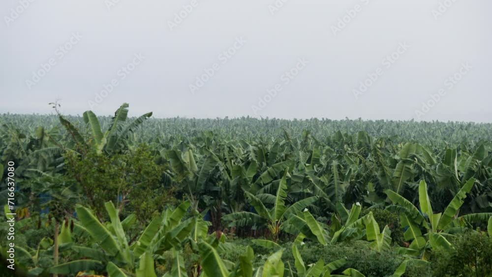 A Low-Flying Airplane Spraying A Pesticide Over The Trees Of A Banana A Low-Flying Airplane Spraying A Pesticide Over The Trees Of A Banana