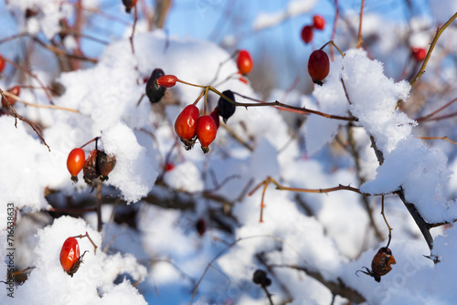 Rose hips on a snow-covered branch against the blue sky.