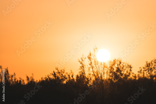 Minimalistic sunset in the evening among thickets of bushes and trees in the Kyzylkum desert in Uzbekistan, sunset landscape for background