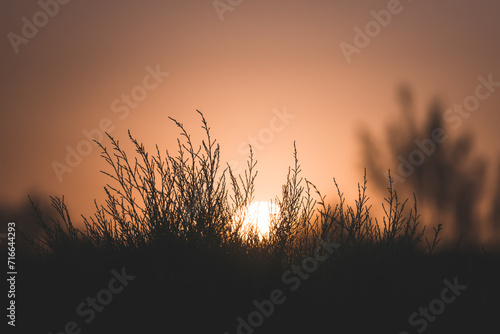 Minimalistic sunset in the evening among thickets of bushes and trees in the Kyzylkum desert in Uzbekistan  sunset landscape for background