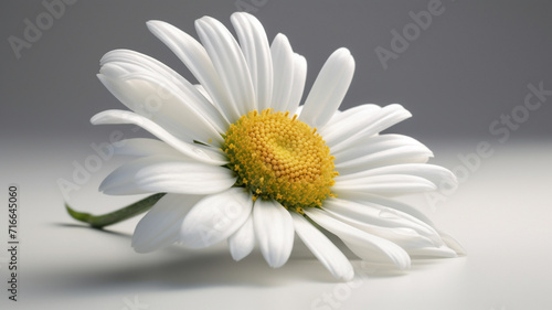 Daisy flower