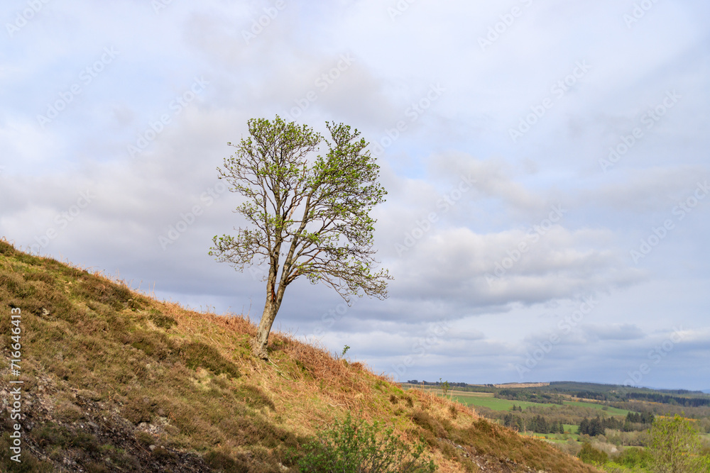 Lone Tree Overlooking a Peaceful Countryside Landscape