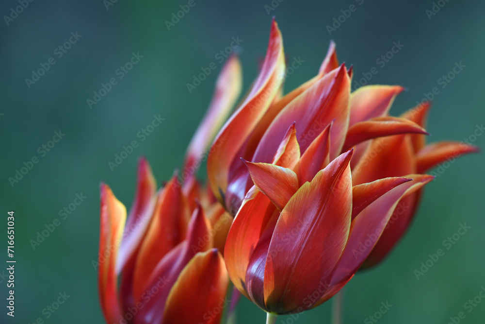 tulipani tulipani