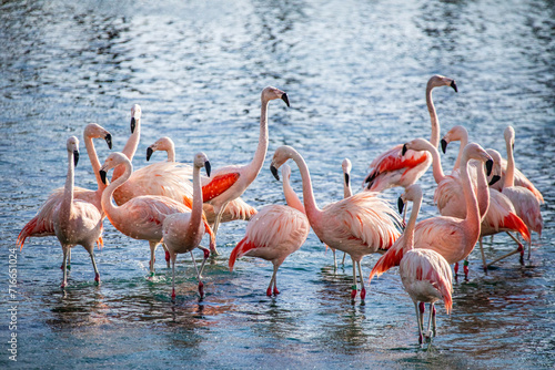 Flamboyance of Flamingos © bcbss