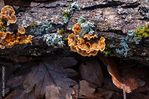 Yellow/orange mushroom on a log.