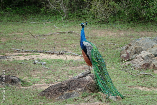 wild peacock in the national park