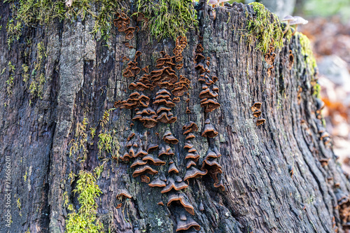 Hymenochaete rubiginosa fungus on dead Quercus vulcanica tree root. photo