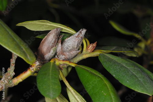 Pycnostysanus azaleae mit stachelartigen Pilzfruchtkörpern an einer Rhododendron-Knospe photo