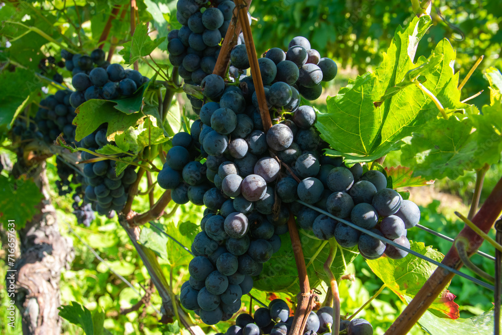 Large bunches of red wine grapes in vineyard.