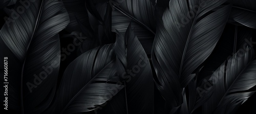 Abstract black tropical leaves texture for dark nature background with copy space © Ilja