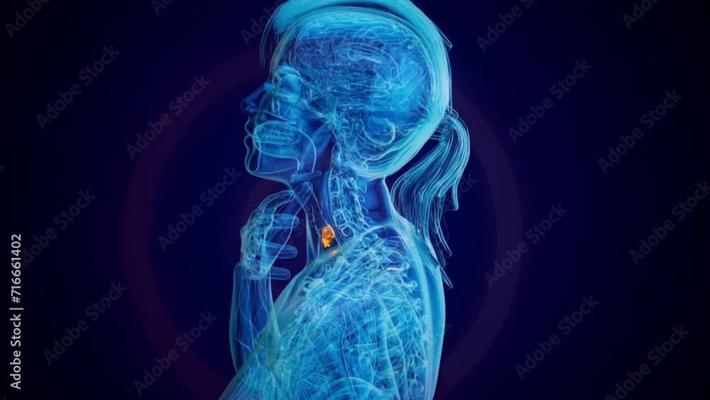 Abstract animation of a woman and the thyroid gland Abstract animation of a woman and the thyroid gland