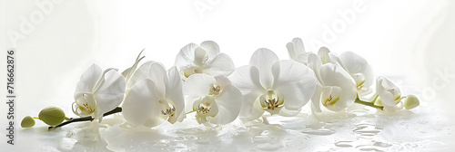 An arrangement of white orchids on a pearl-white surface, highlighting the elegance and sophistication of these exotic blooms photo