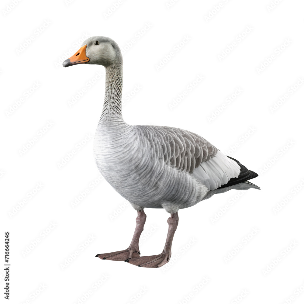 Obraz premium Full body portrait of a goose isolated on transparent background