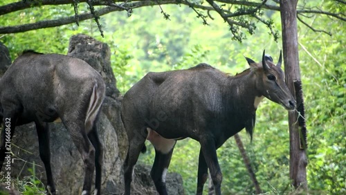 Closeup of two blue bulls (Nilgai) grazing grass in the forest. photo