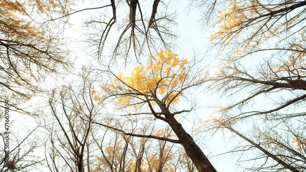 Low angle view of ginkgo tree in autumn. Low angle view of ginkgo tree in autumn.